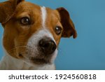 dog pet jack russell terrier on ... | Shutterstock . vector #1924560818