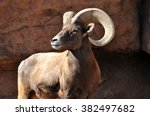 Male Bighorn Sheep Ram With...