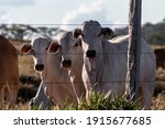 Nellore Cattle On Pasture In...