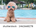 Cute Toy Poodle wearing Sunglasses by the pool