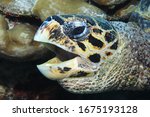 Head Of Hawksbill Sea Turtle ...