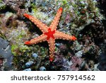 Noduled sea star (Fromia nodosa) underwater on the bottom of the sea 
