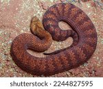 Small photo of Australian Death adder in sand