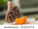 Morpho  Butterfly Of Central...