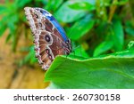 Morpho  Butterfly Of Cenatral...