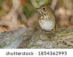 A Hermit Thrush Is Standing On...