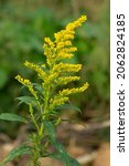 Small photo of Close up of a yellow Canada Goldenrod flower. Taylor Creek Park, Toronto, Ontario, Canada.
