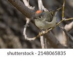 A Ruby-crowned Kinglet is perched on a bare branch. Taylor Creek Park, Toronto, Ontario,, Canada.