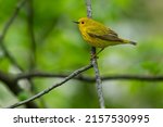 A male Yellow Warbler is perched on a branch. Taylor Creek Park, Toronto, Ontario, Canada.