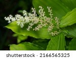 Small photo of Close up of a white False Solomon's Seal flower. Also known as Feathery False Lily of the Valley, False Spikenard, Solomon's Plume, and Treacleberry. Taylor Creek Park, Toronto, Ontario, Canada.