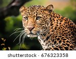 The Portrait Of Javan Leopard 