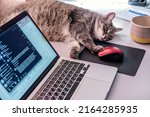 Lazy fat cat touching computer mouse with paw, lying on a table at the workplace near laptop with opened messenger 