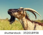 Brown Goat face with big Horns on Green Meadow