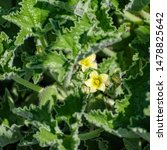 Small photo of Close up view to leaves, flowers and fruits of Ecballium elaterium plant, also known as squirting cucumber or exploding cucumber.