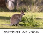 Small photo of Wild Bennett's wallaby on Bruny Island Tasmania
