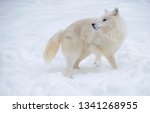 Small photo of Arctic Wolf male loopback