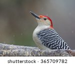 Red Bellied Woodpecker On Branch
