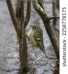 Ruby-crowned Kinglet (regulus calendula) clinging to a small plant