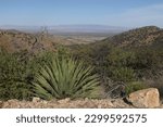 Small photo of View along Middlemarch Road above Tombstone, Arizona, large agave in the foreground