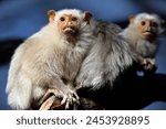 Silvery marmoset mammal primate ...