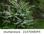 Crataegus monogyna. Hawthorn bush with white flowers in the forest.