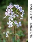 Small photo of Saponaria officinalis. Branch with flowers of soapwort.