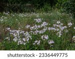 Small photo of Soapwort flowering plants. Saponaria officinalis.