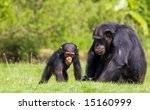A Family  Of Chimps Sitting On...