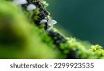 Small photo of Beautiful small inedible mushrooms on a tree in green moss. Beautiful green natural macro landscape with mushrooms. Inedible mushrooms. Macro photography group of mushrooms on the tree. Wild nature