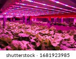 Special LED lights belts above lettuce in aquaponics system combining fish aquaculture with hydroponics, cultivating plants in water under artificial lighting, indoors