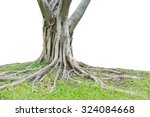 Roots of a tree isolated on white background. This has clipping path.