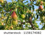 Ripe organic cultivar pears in the summer garden.