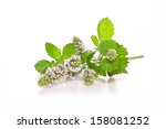 Peppermint Plant Isolated On...