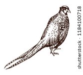 Antique Engraving Pheasant...