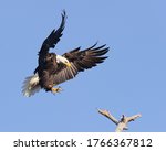 Bald Eagle Landing On A Perch