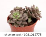 Small photo of Succulent plants refer to a portion of the plant’s nutrition organs, such as the stem or leaf or root that has developed parenchyma to store water.