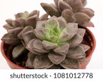 Small photo of Succulent plants refer to a portion of the plant’s nutrition organs, such as the stem or leaf or root that has developed parenchyma to store water.