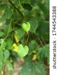 Small photo of green heart leaf of Creeping Treebine