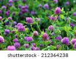 Trifolium pratense. Thickets of a blossoming clover