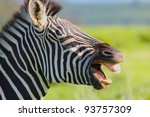 Small photo of A plains Zebra (Equus quagga) with its mouth open in semblance of a laugh in Mikumi National Park, Tanzania