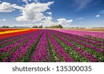 Rows Of Colorful Tulips