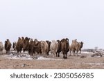Group of bactrian camels on a...