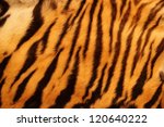 Beautiful Tiger Fur   Colorful...
