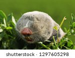 Small photo of portrait of a lesser mole rat ( Spalax leucodon )