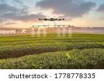 Drone operated for spray pesticide in green tea field in sunrise with smart agriculture fast and convenient concept
