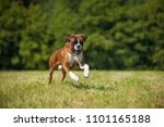 Boxer Dog Running In A Summer...