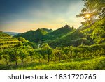 Prosecco Hills, vineyards at sunset. Unesco Site. Farra di Soligo. Veneto, Italy, Europe.