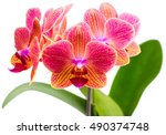 Twig Orchid Phalaenopsis Orange ...