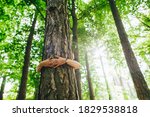 Hands Hug A Large Tree Trunk In ...