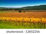 Vineyard In Autumn Yarra Valley ...